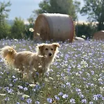 Il Sasso * Ангьяри